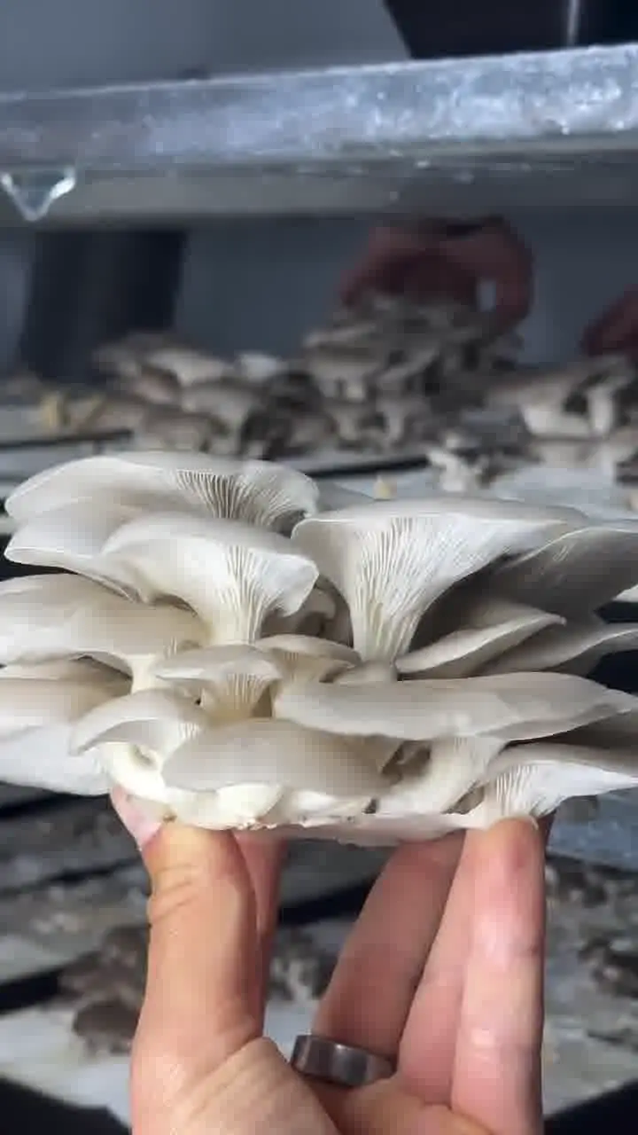 Grown in Burträsk — the whole process makes the difference
