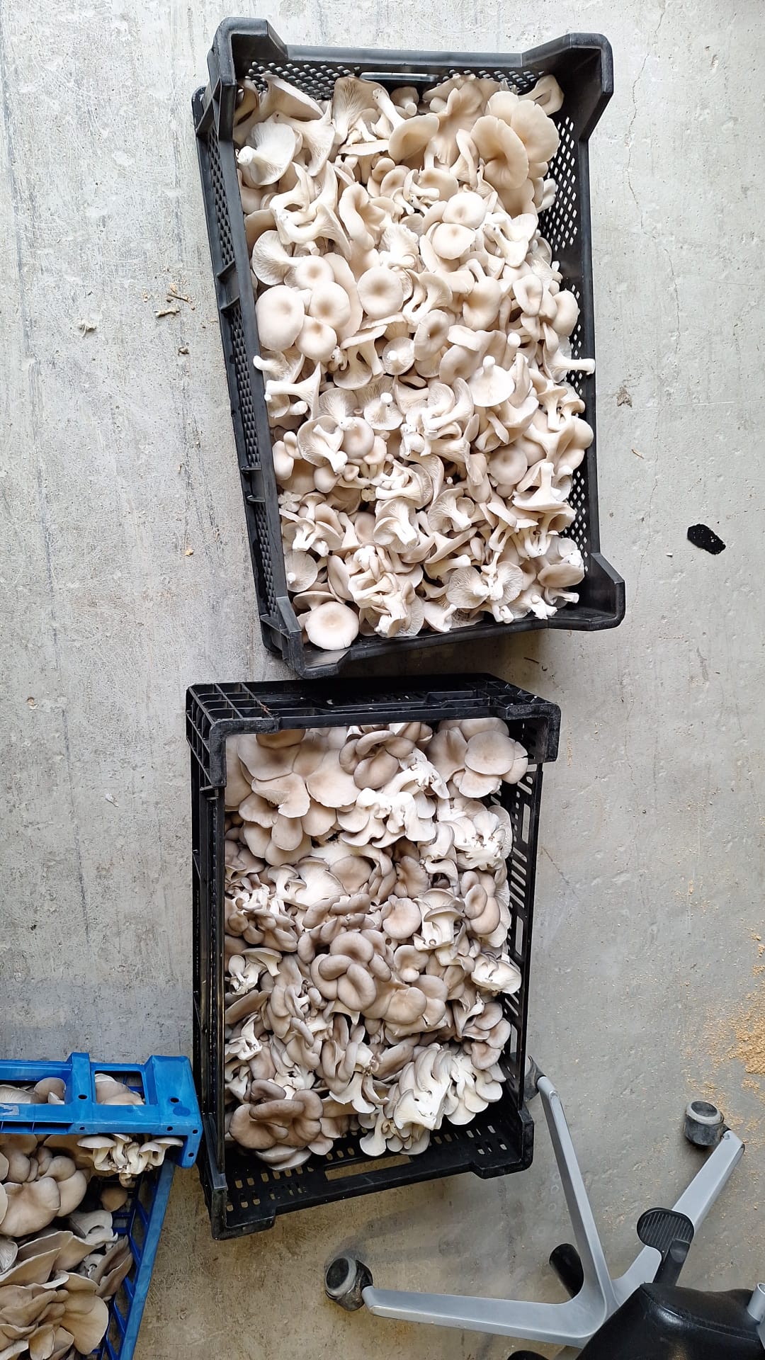 A cluster of oyster mushrooms